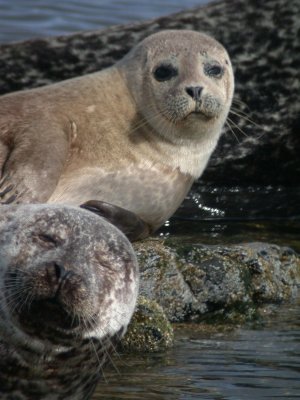 Common Seals of Shetland