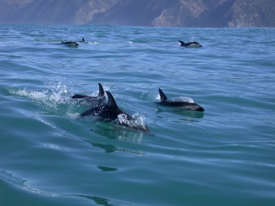 Dusky Dolphins in kaikoura, New Zealand