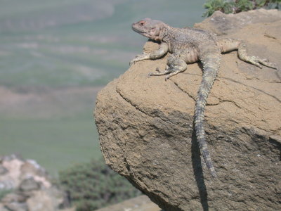 A reptile looking over Azerbijan