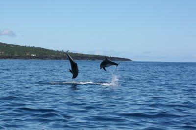 Bottlenose Dolphins of the Azores