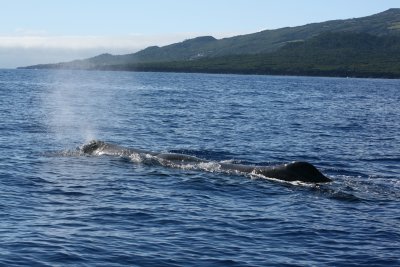 Sperm Whale in the Azores
