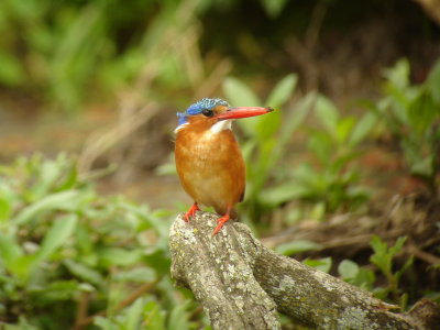 Kingfisher, India