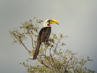Hornbill, Kenya