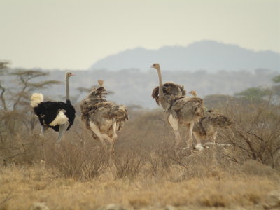 Ostrich, Kenya