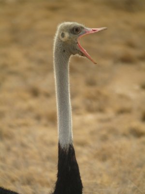 Ostrich, Kenya