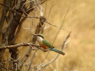 Somali Bee-eater