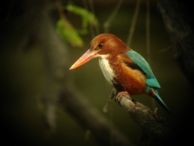 White-bellied Kingfisher, India