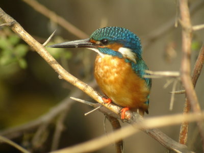 Kingfisher, India