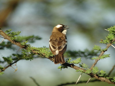 White-browed Sparrow Weaver, Kenya
