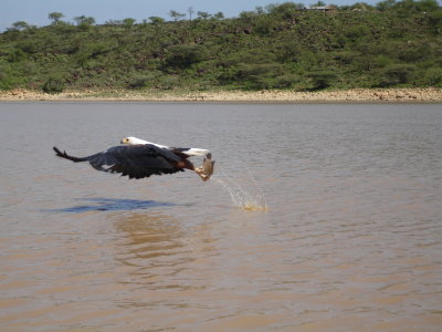 African Fish Eagle