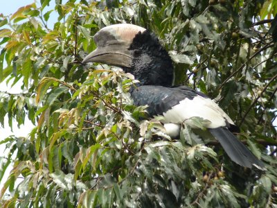 Hornbill