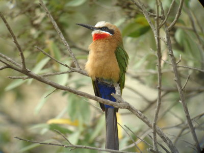 Bee-eater