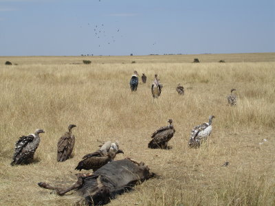 Vultures, Kenya