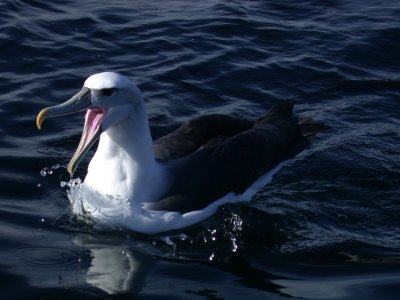 Shy Albatross, New Zealand
