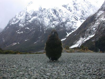 Kea, New Zealand