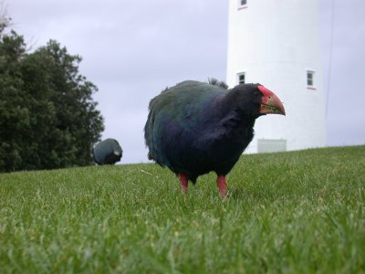Takahe, New Zealand