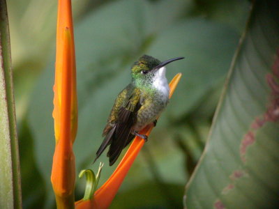 Hummingbird, Trinidad