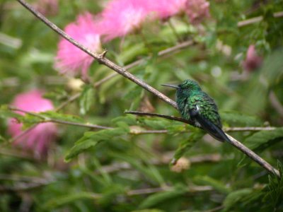 Hummingbird, Trinidad