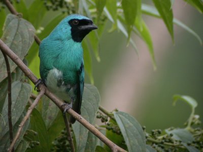 Swallow Tanager, Trinidad