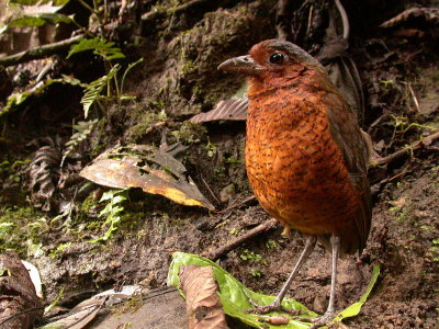 Giant Antpitta, Ecaudor