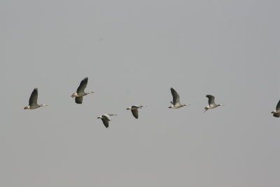 Bar-headed Goose, India