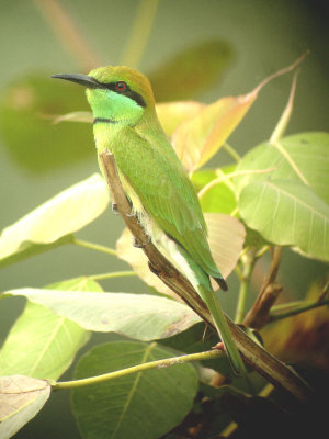 Bee-eater, India