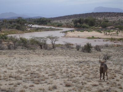 Samburu National Park, Kenya