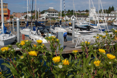 Port Townsend harbor