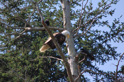 Eagle harrassed by blackbirds