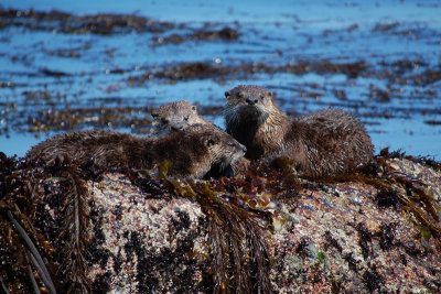 Sea Otters