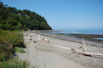 Driftwood on the beach