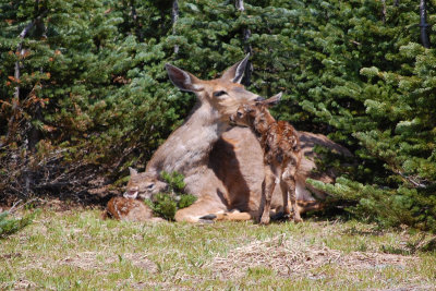 A new mother