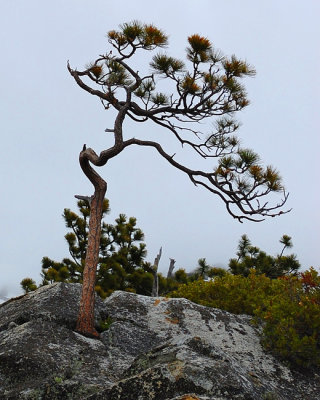 Tree growing out of a rock