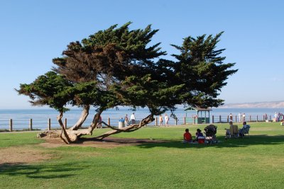 Scripps Park - La Jolla