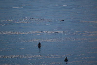 Surfers check out the dolphins