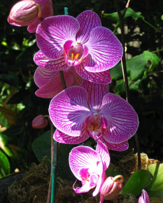 Orchid