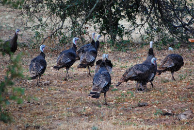 Thanksgiving yet?
