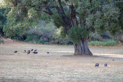 Wild turkeys in the park