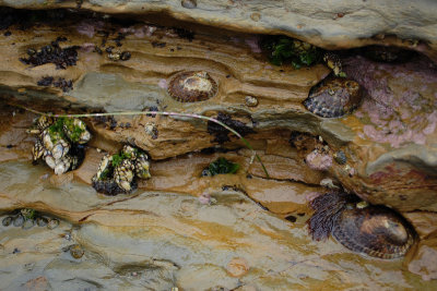Tidepool life
