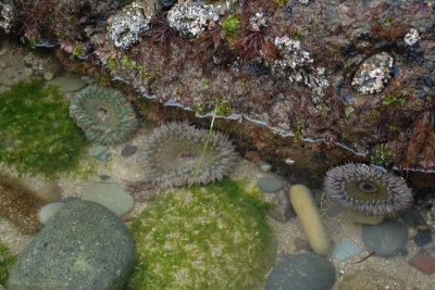 Tidepool creatures