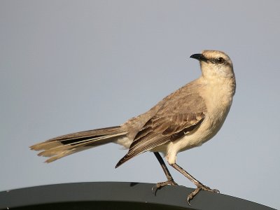 Tropical Mockingbird