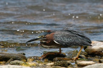 Green Heron
