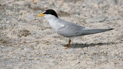 Least Tern