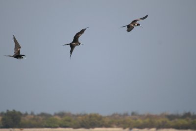 Magnificent Frigatebirds