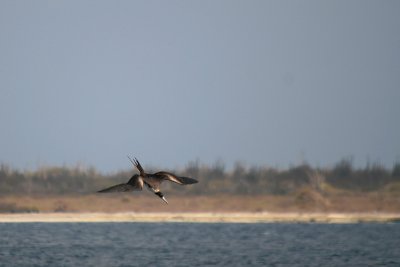 Magnificent Frigatebird - Diving