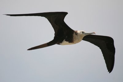 Magnificent Frigatebird
