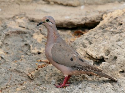 Eared Dove