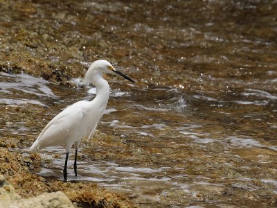 Snowy Egret