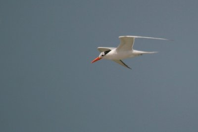 Royal Tern