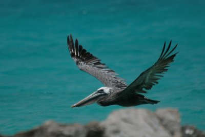 Brown Pelican